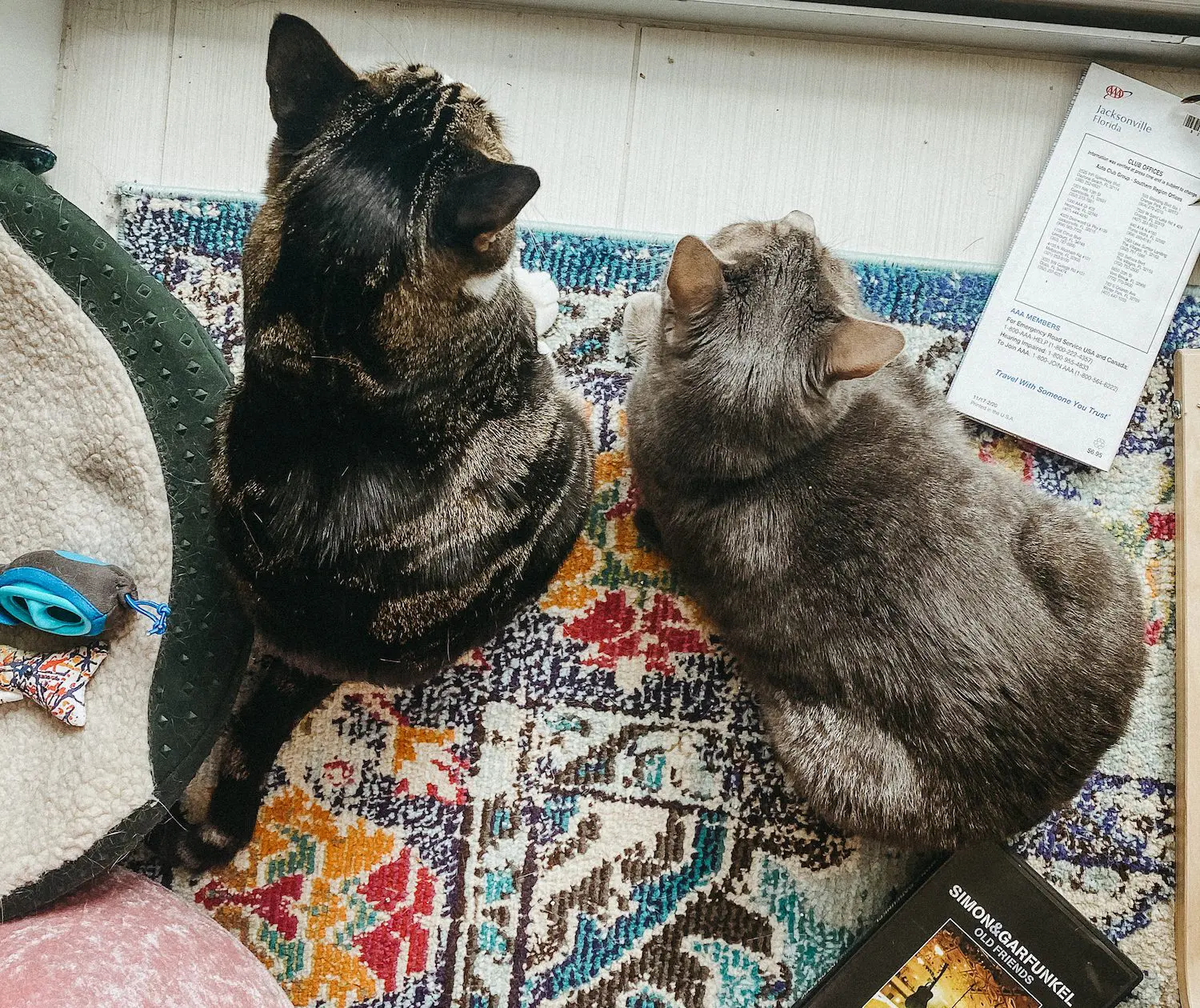Louis & Olivia looking out the window - Cats & Coffee Louis & Olivia looking out the window