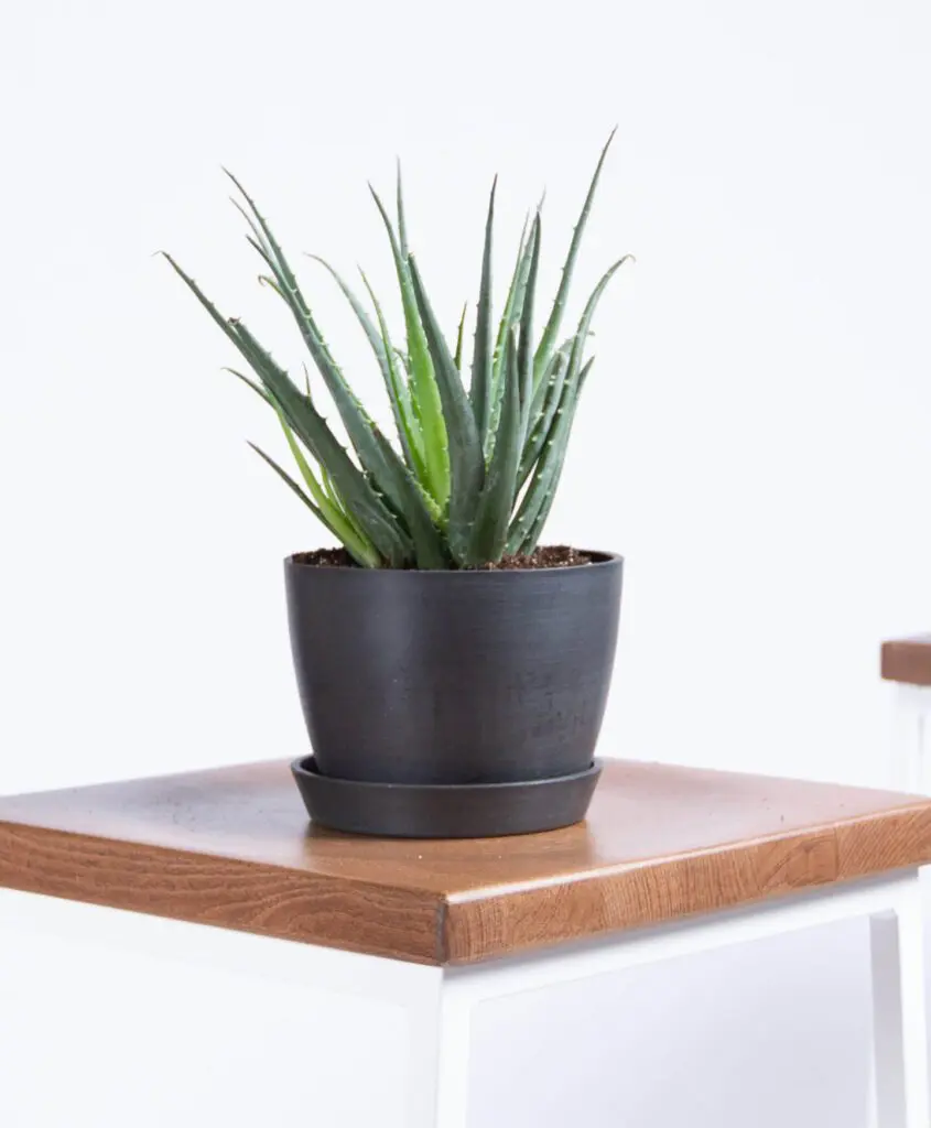 15-Air-Purifying-Plants-to-Cleanse-Your-Space-of-Chemicals-and-Toxins-Architectural-Digest-Aloe-Plant- - Cats & Coffee Photo from the Architectural Digest article.