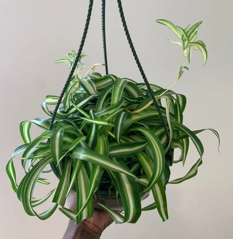 15-Air-Purifying-Plants-to-Cleanse-Your-Space-of-Chemicals-and-Toxins-Architectural-Digest-Spider-Plant - Cats & Coffee