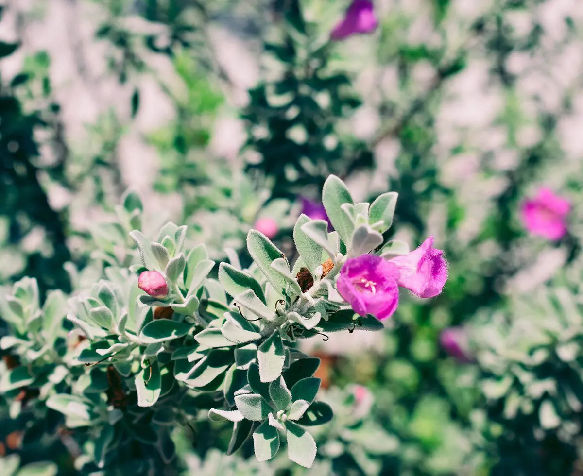 Cats & Coffee's Weekly Curated Content Series: Introduction & 1st Edition