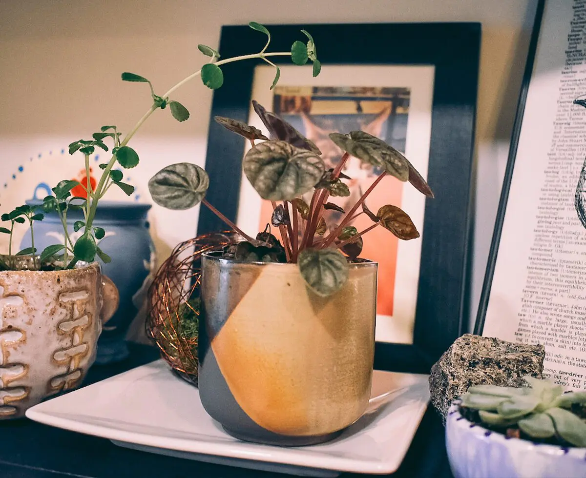 Decorating the Home with Cute Little Plant Pots by Cats & Coffee CP - Cats & Coffee