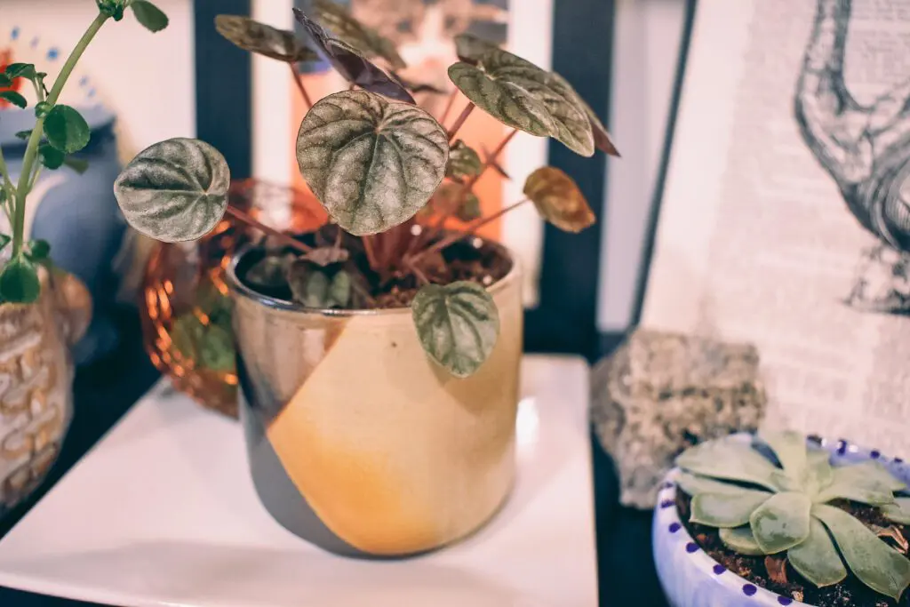 Decorating-the-Home-with-Cute-Little-Plant-Pots-by-Cats-Coffee3 - Cats & Coffee