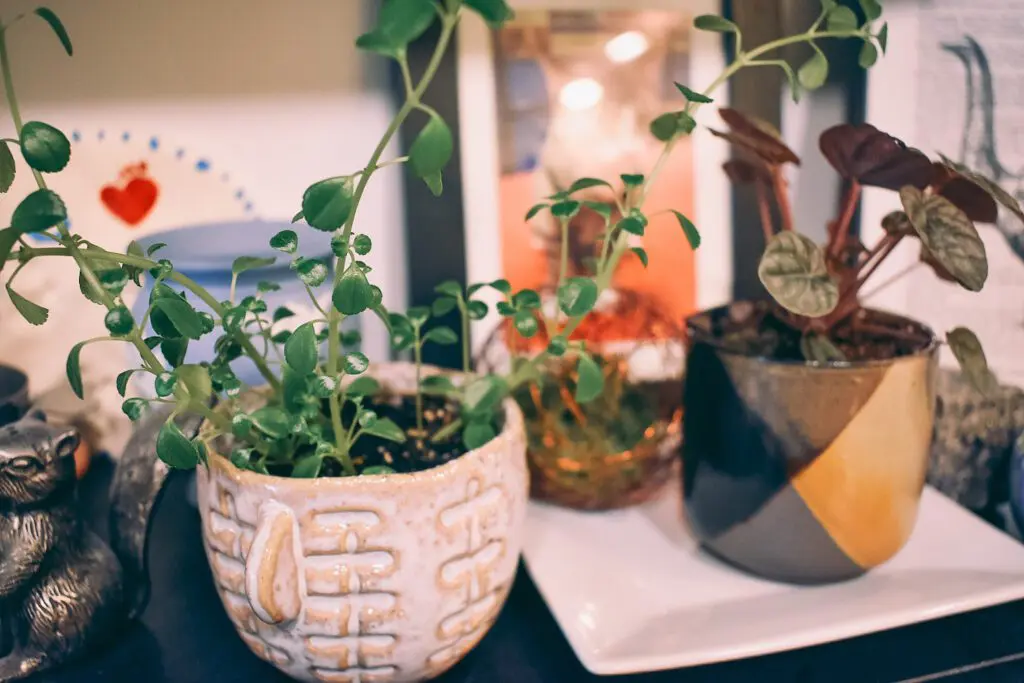 Decorating-the-Home-with-Cute-Little-Plant-Pots-by-Cats-Coffee4 - Cats & Coffee