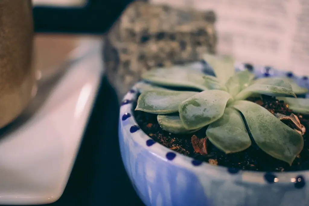 Decorating-the-Home-with-Cute-Little-Plant-Pots-by-Cats-Coffee5 - Cats & Coffee
