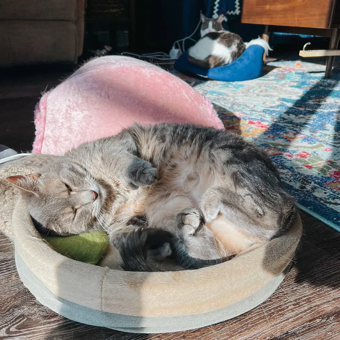 Olivia & Emory in their favorite cat beds - Cats & Coffee The Best Heated Cat Bed