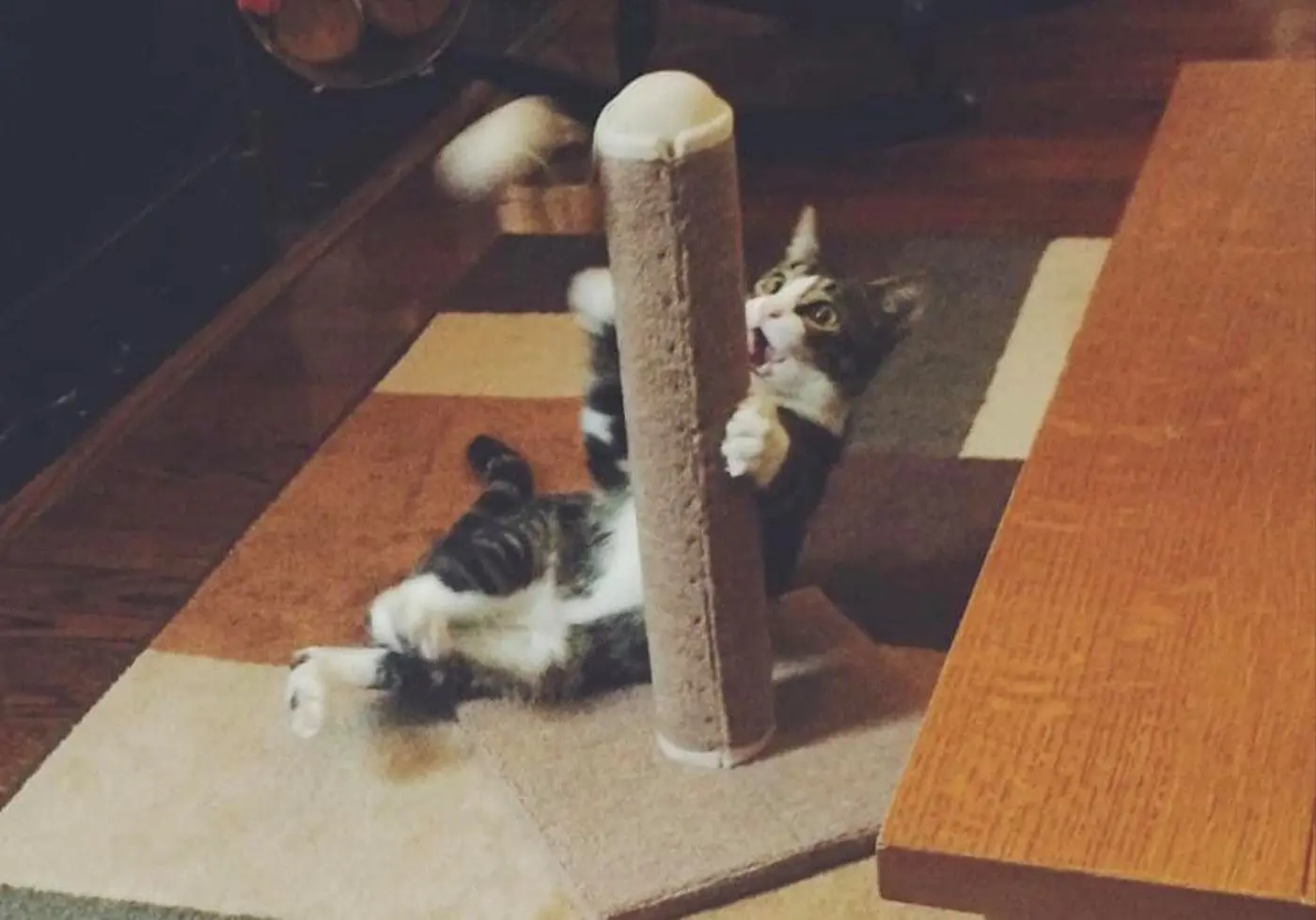 Cat Mom Life: the Best Cat Scratchers Under $50
