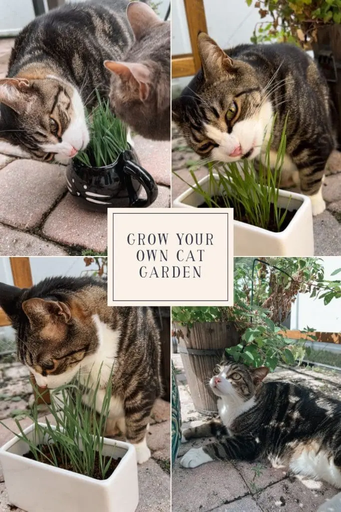 Fun Plants for Cats: Grow Your Own Cat Garden - Cats & Coffee Fun Plants for Cats: Grow Your Own Cat Garden