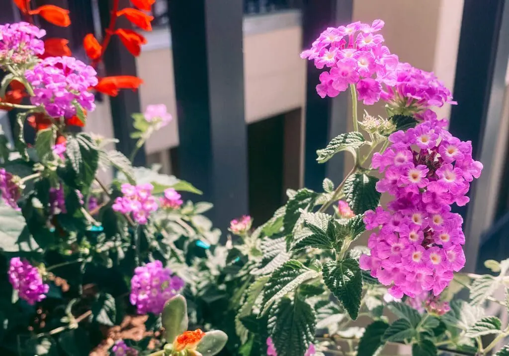 Houseplant Care Guides- Resources for New Gardeners - CP2 - Cats & Coffee Houseplant Care Guides- Resources for New Gardeners