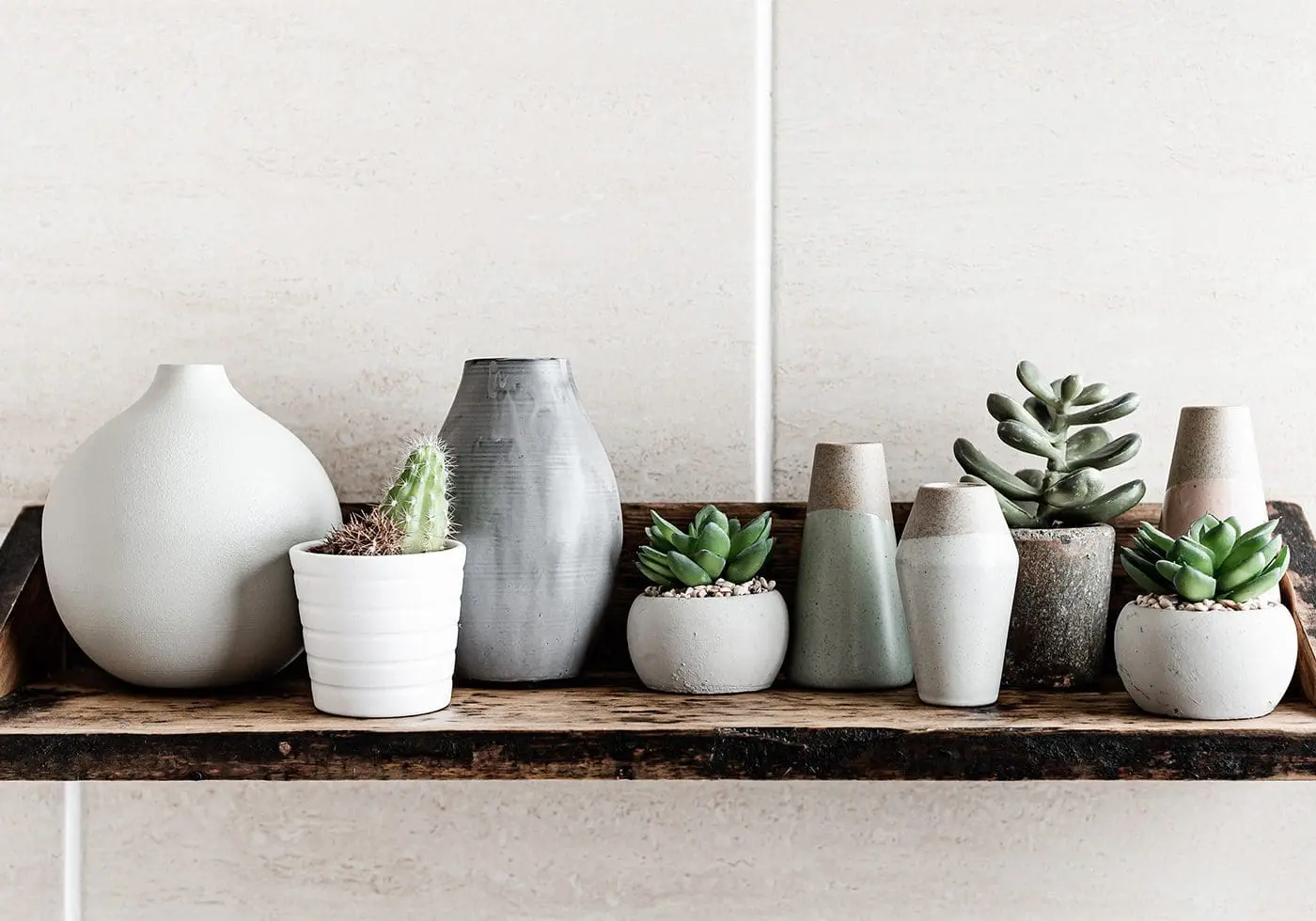 Houseplant Care Guides: Resources for New Gardeners- Cats & Coffee by Christine Csencsitz - CP - Cats & Coffee Houseplant Care Guides: Resources for New Gardeners