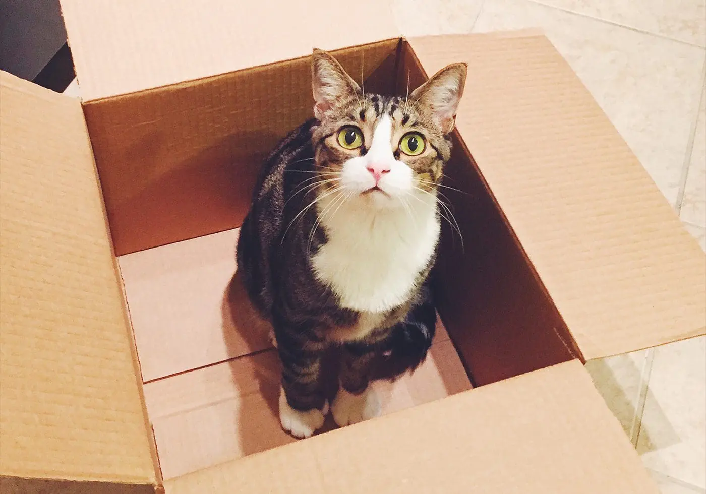 Moving-with-Cats-CP - Cats & Coffee