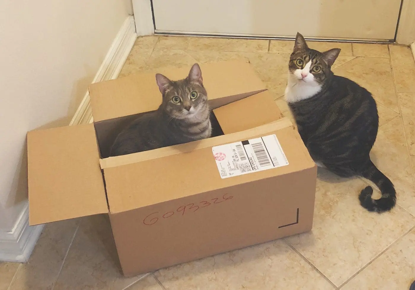 Moving-with-Cats-Coffee-15-Things-to-Do-Before-a-Move - Cats & Coffee 15 Important Things to Do Before a Move