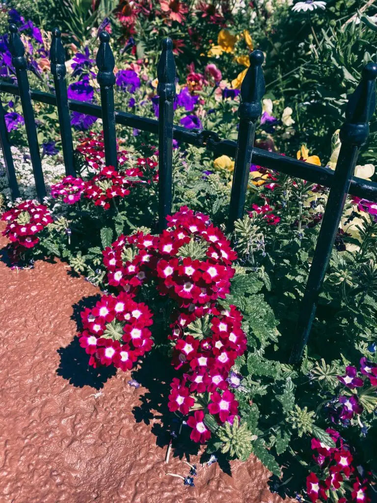 Aspen-Snowmass-Labor-Day-in-Colorado53-min - Cats & Coffee