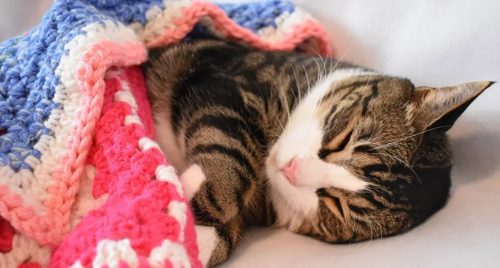 Louis-on-Cat-Mat-min - Cats & Coffee
