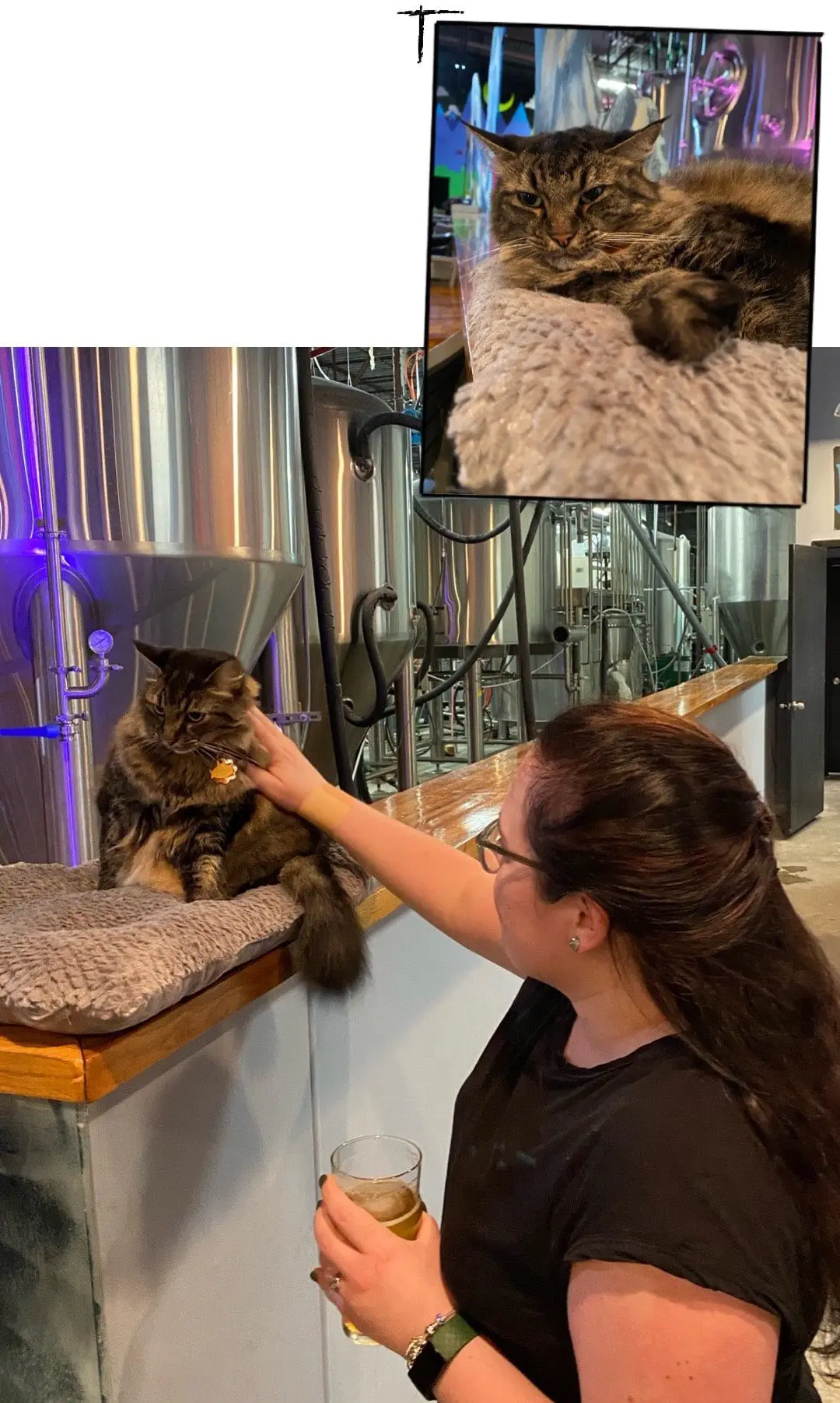 81 Bay Brewing Co - Tampa Brewery Guide by Cats & Coffee1-min - Cats & Coffee 81 Bay Brewing Co. - Brewery Cat Mittens