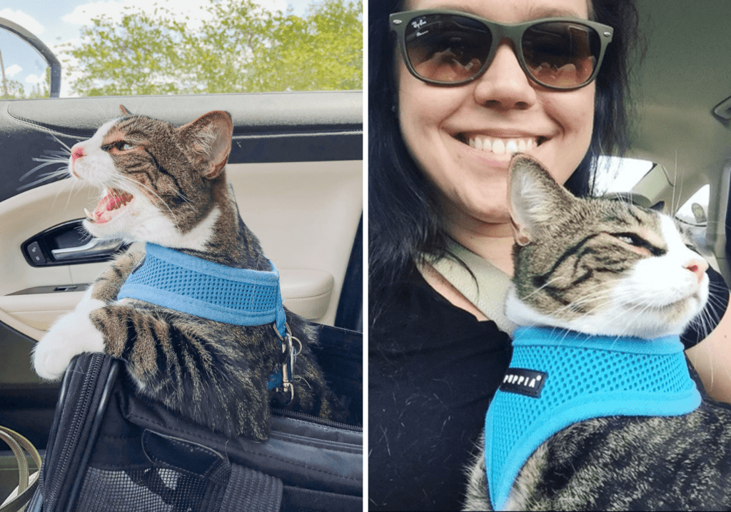 Cute Pet Accessories - Cats & Coffee by Christine Csencsitz5 - Cats & Coffee Christine Csencsitz with her cat Louis in his Puppia Harness - Cute Pet Accessories - Cat Mom Life