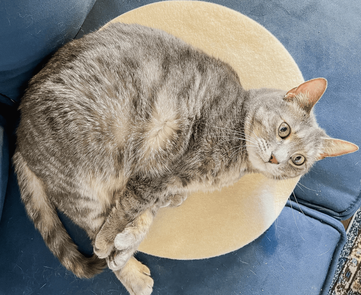 Olivia on her Sonoma Wool Company Mat