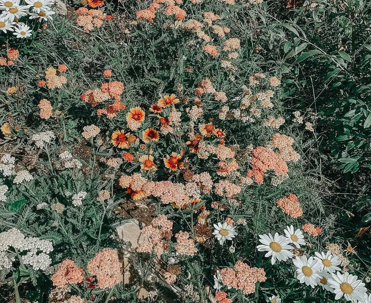 Wildflowers