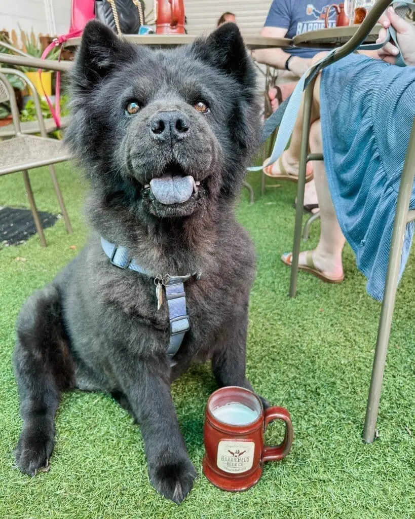 Barriehaus Beer Co in Tampa Florida 4 - Cats & Coffee