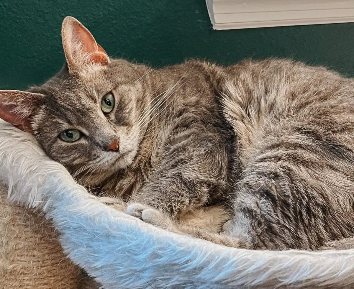 Cat Mom Life Feliway Review