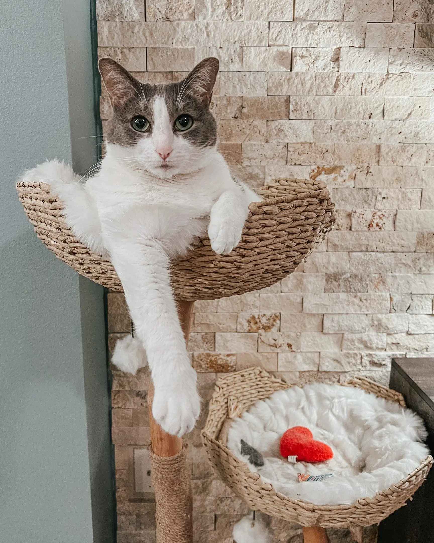 Emory in the Cento Cat Tree - Cats & Coffee Emory in the Cento Cat Tree