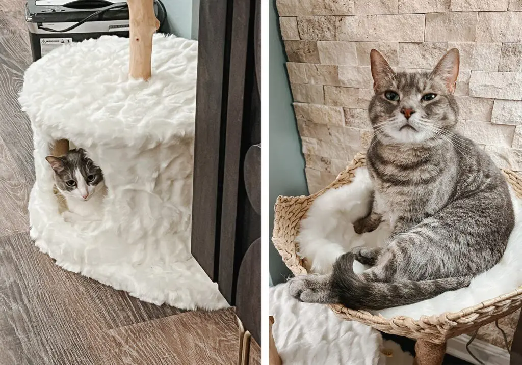 Mau Pets Cat Tree 2 - Cats & Coffee