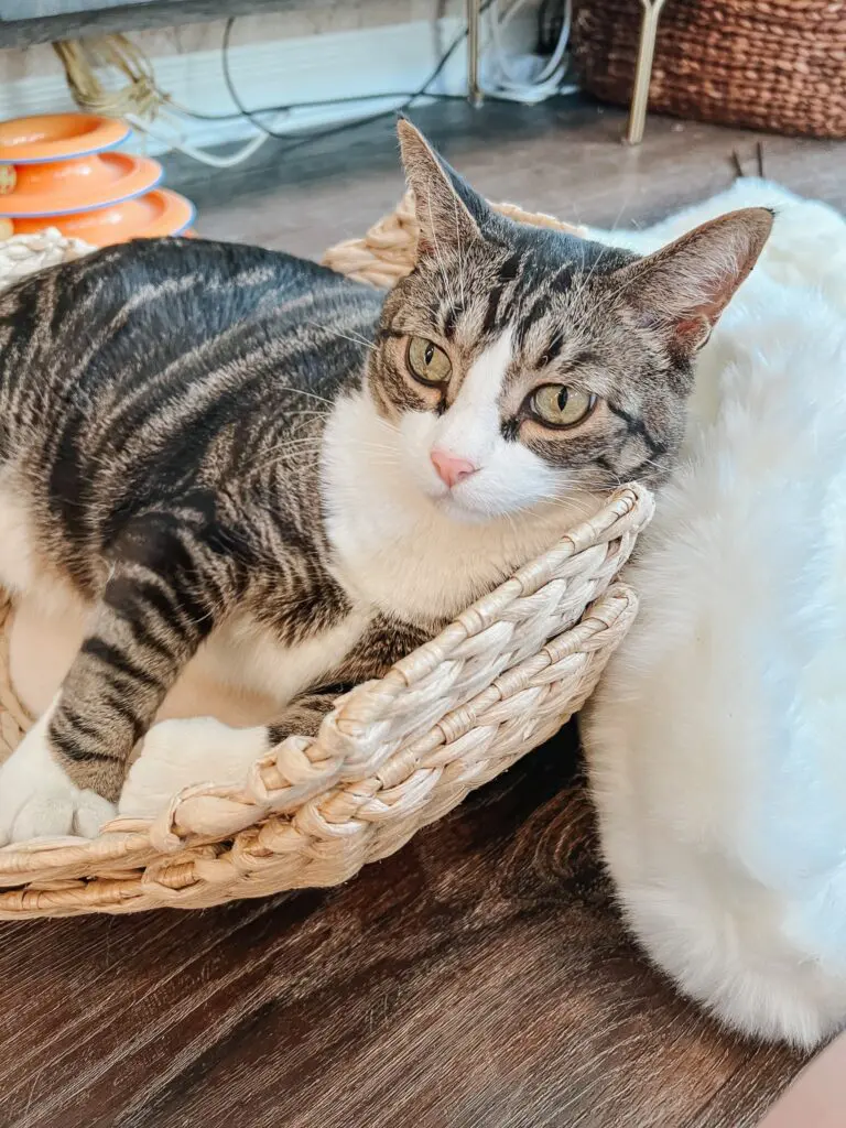 The Cento Cat Tree from Mau Pets 1 - Cats & Coffee