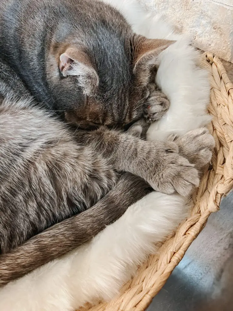 The Cento Cat Tree from Mau Pets 10 - Cats & Coffee