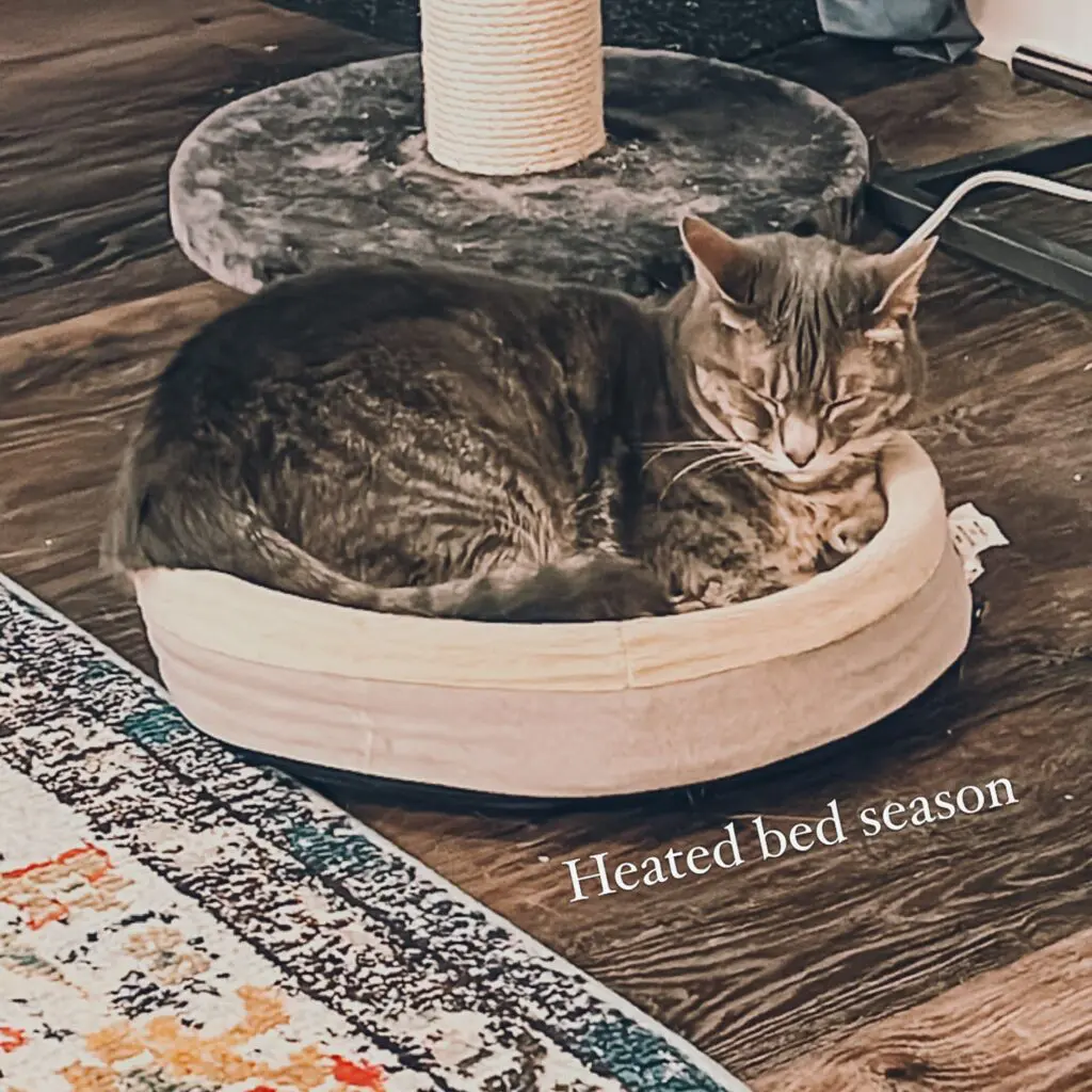 Heated Cat Bed 1-min - Cats & Coffee