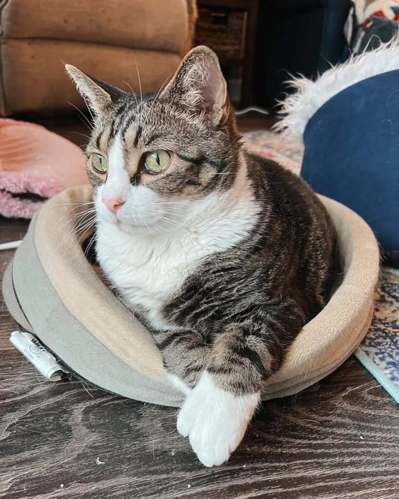 Heated Cat Bed 2-min - Cats & Coffee