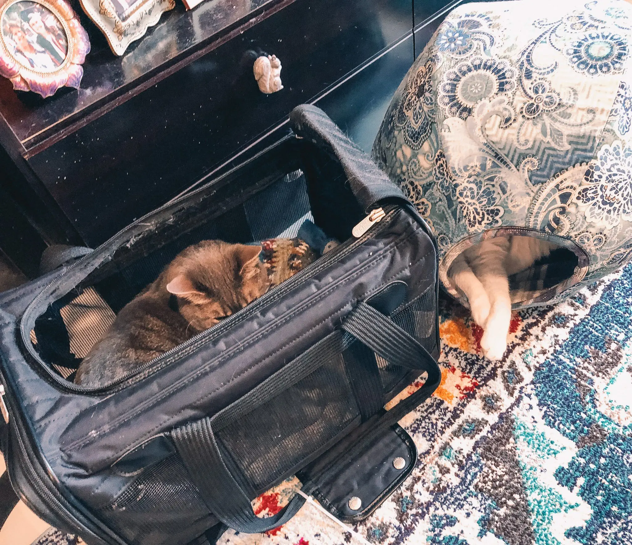 The Best Cat Carrier 2 - Cats & Coffee Sherpa cat carrier as a cozy bed