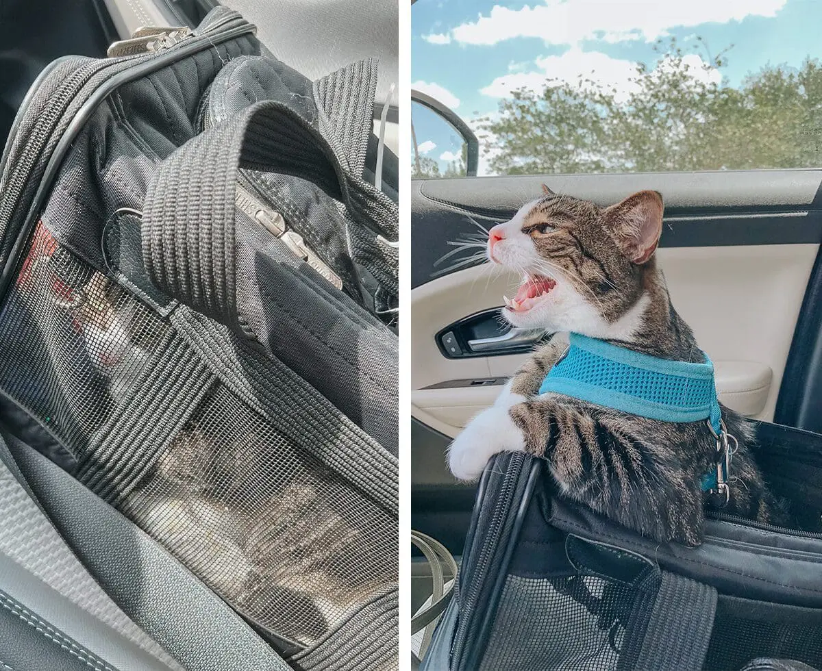 The Best Cat Carrier from Sherpa