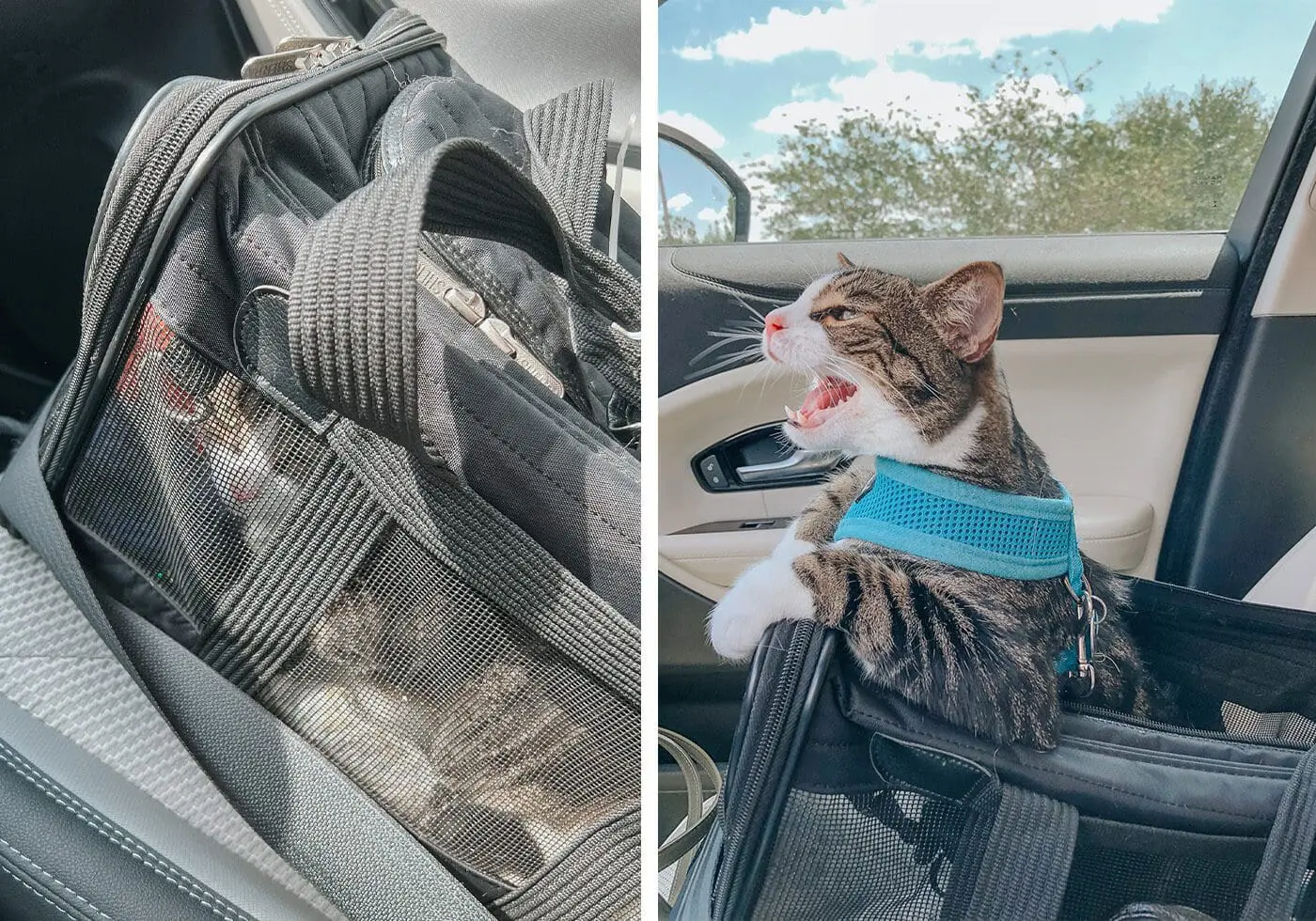 The Best Cat Carrier from Sherpa