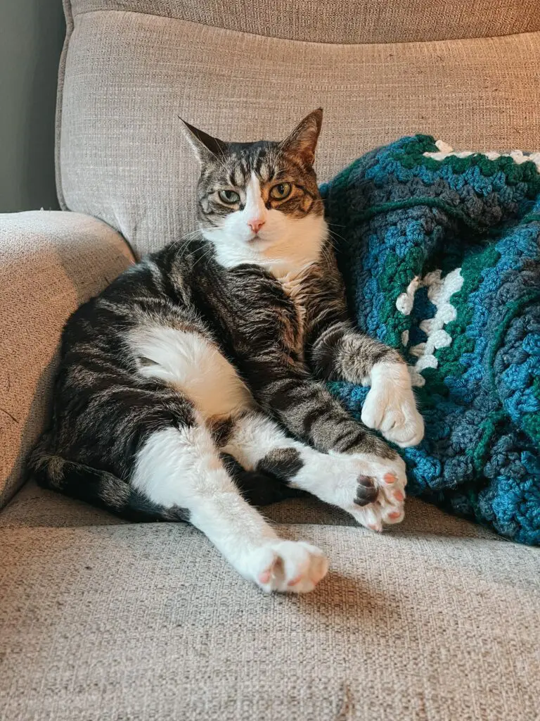 Cat Mom Life - Cats & Coffee