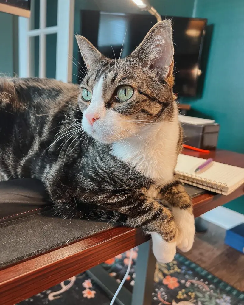 Cat Mom Life - Cat Care Guide - 1 - Cats & Coffee