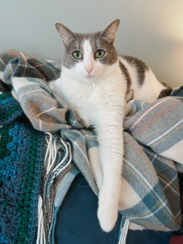 Cat Mom Life - Cat Care Guide - 2 - Cats & Coffee