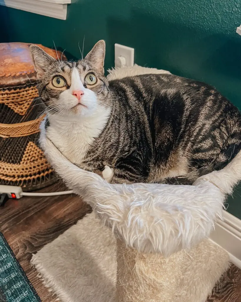 Cat Mom Life - Cat Care Guide - 5 - Cats & Coffee Cat Mom Life - Cat Care Guide