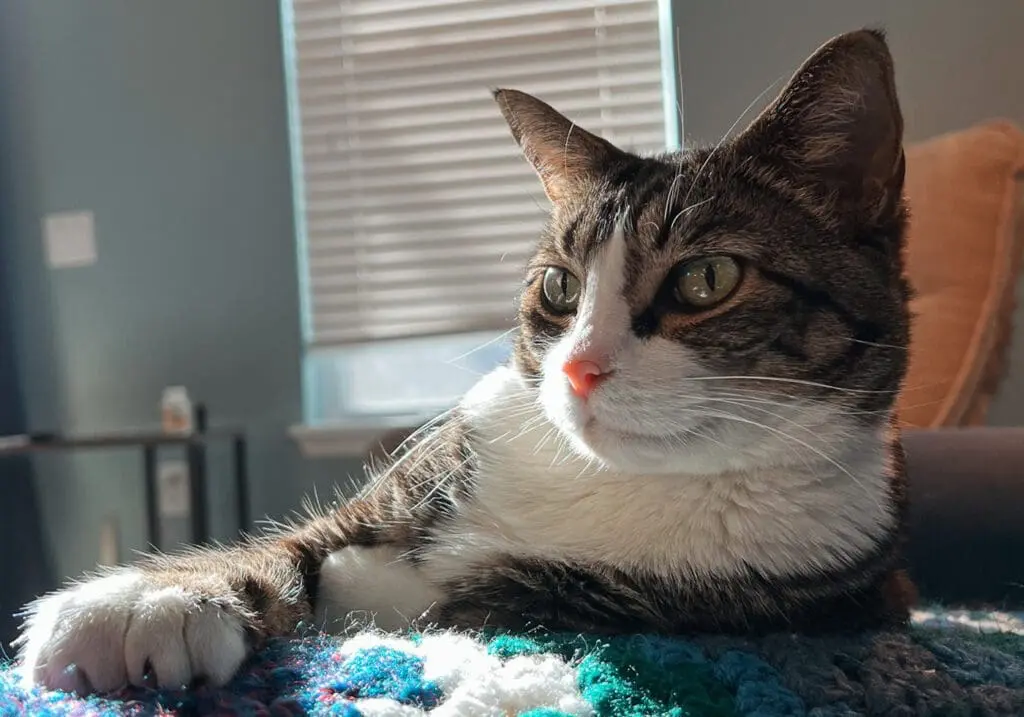 Cat Mom Life - Cat Care Guide - CP - Cats & Coffee Cat Mom Life - Cat Care Guide - Tips for New Cat Owners