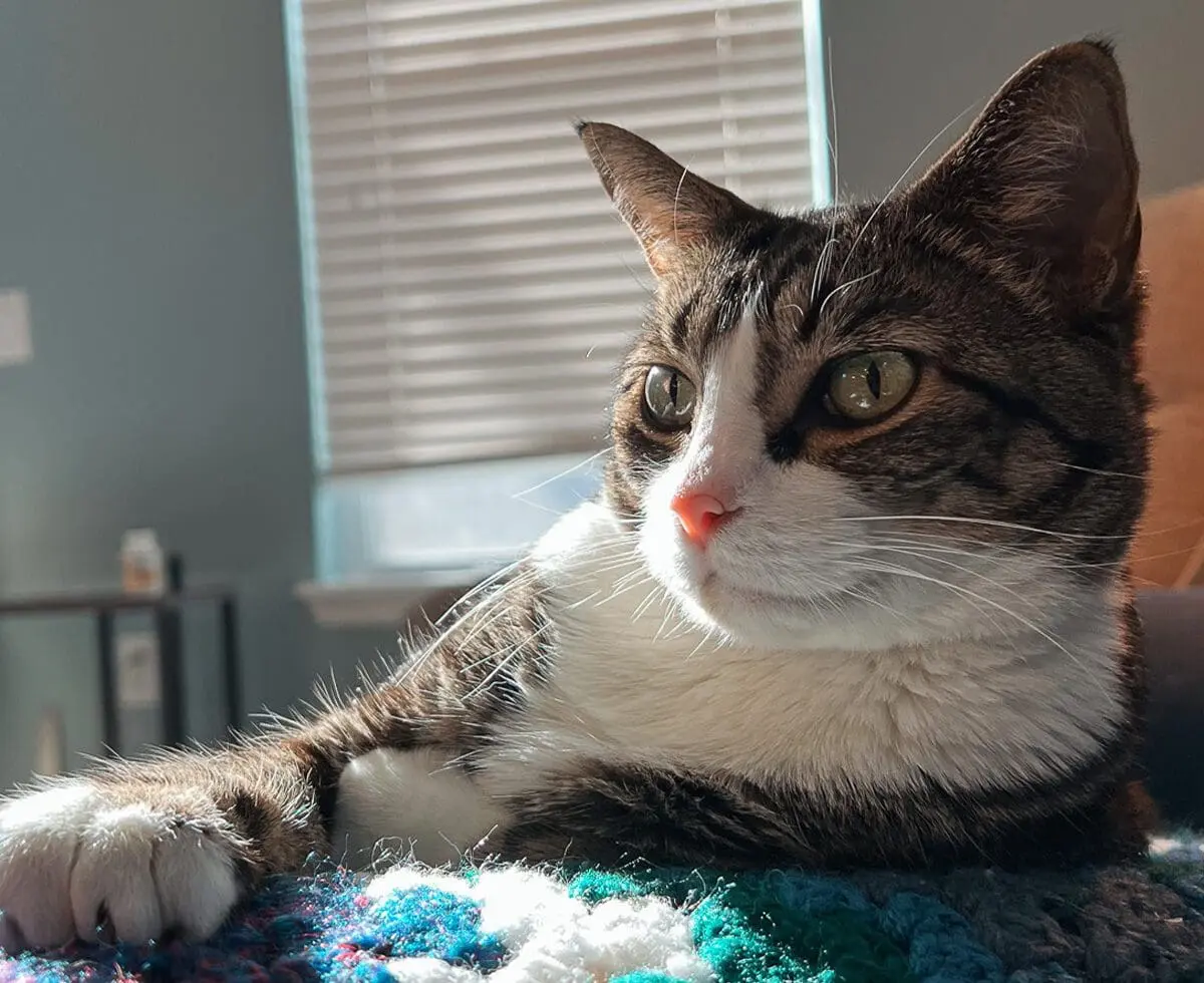 Cat Mom Life - Cat Care Guide - Tips for New Cat Owners