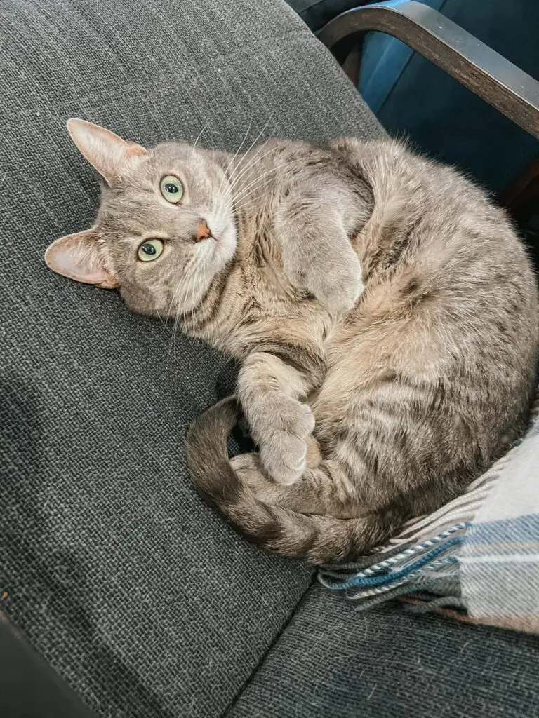 Olivia Cat Mom Life - Cats & Coffee