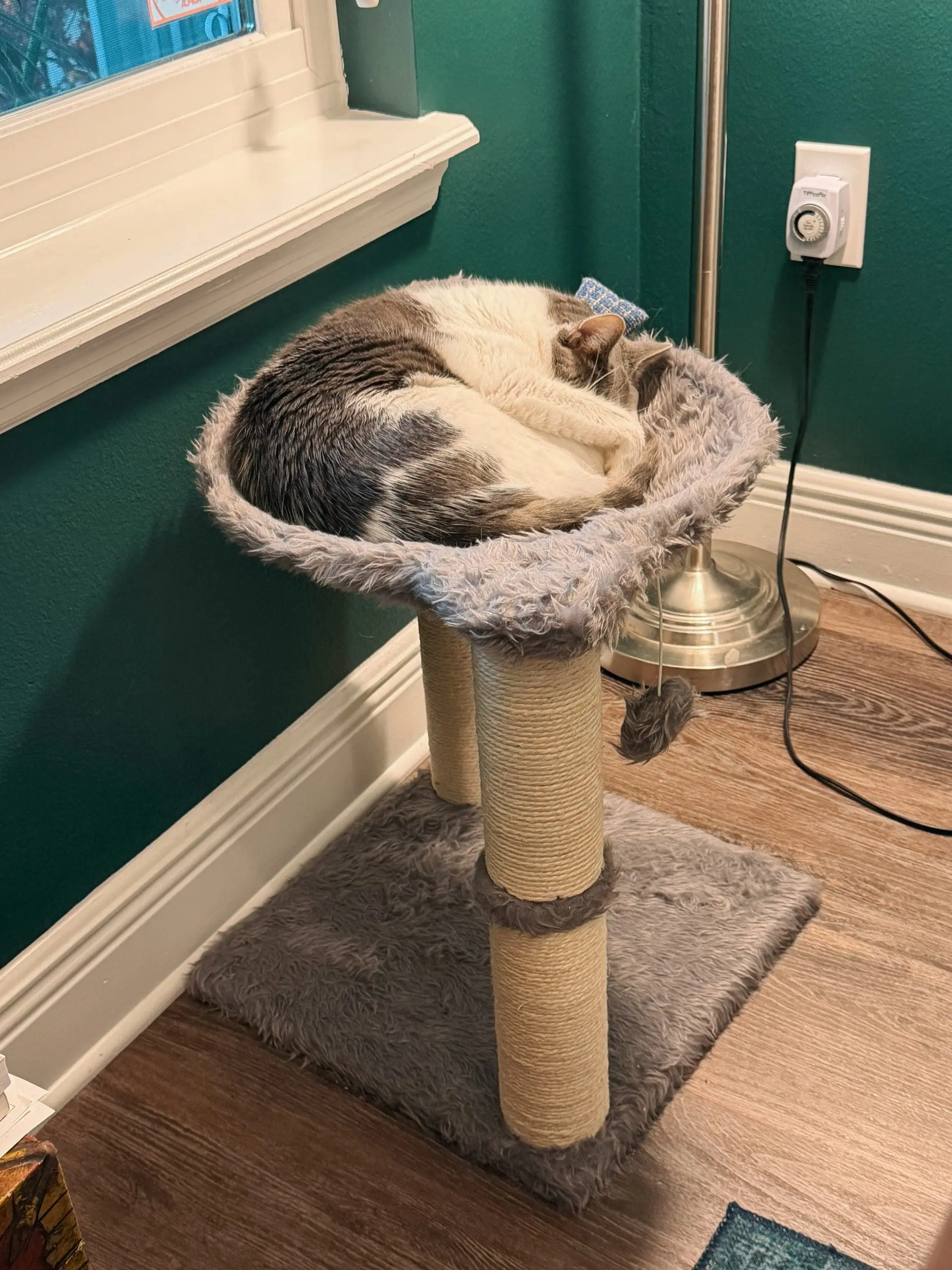 The Best Cat Bed Pet Beds That Cats Actually Use 1 - Cats & Coffee Best Elevated Cat Bed: Frisco Faux Fur Cat Sling