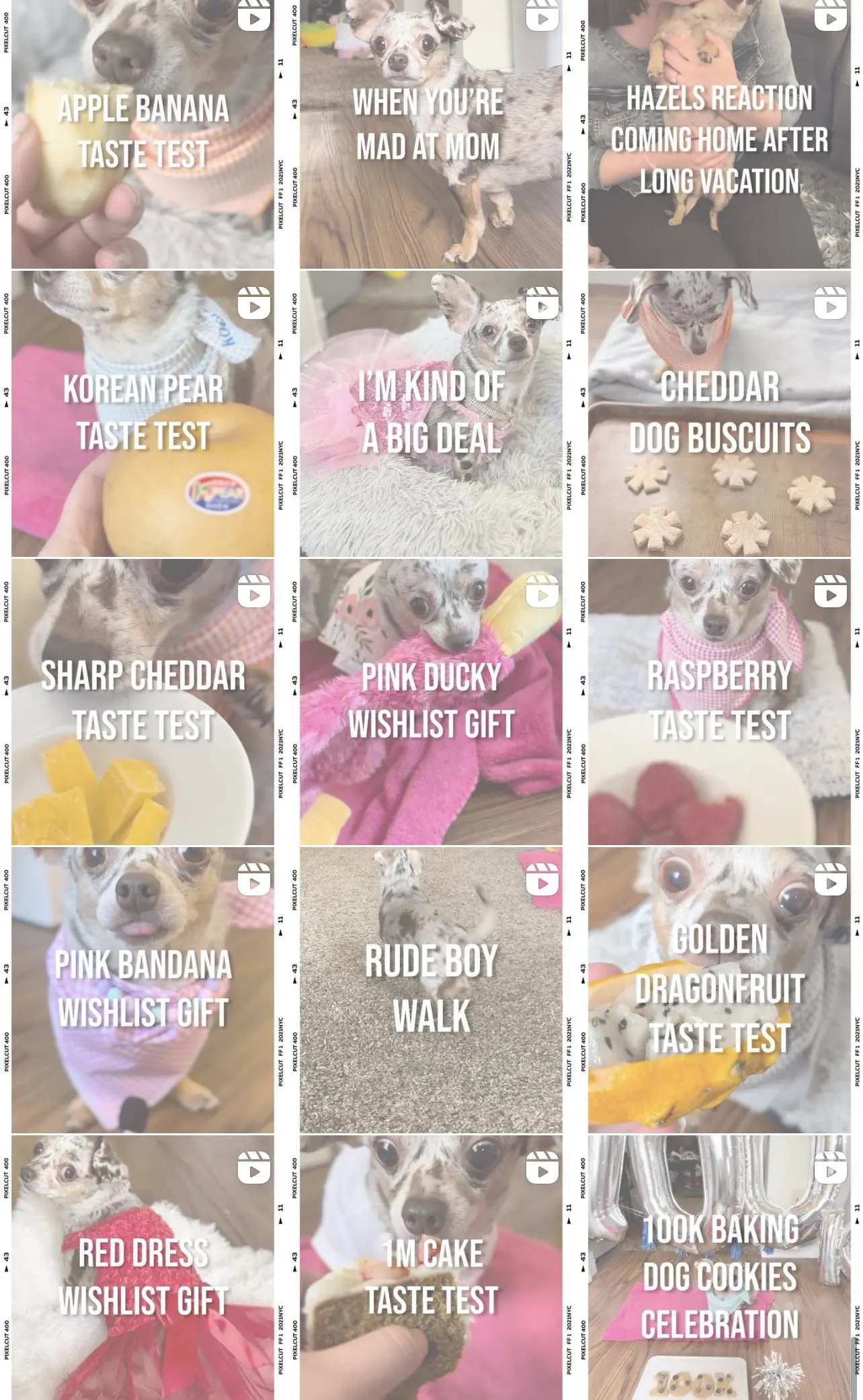 Instagram Account @hazel_theminiwiener - Cats & Coffee Instagram Account @hazel_theminiwiener