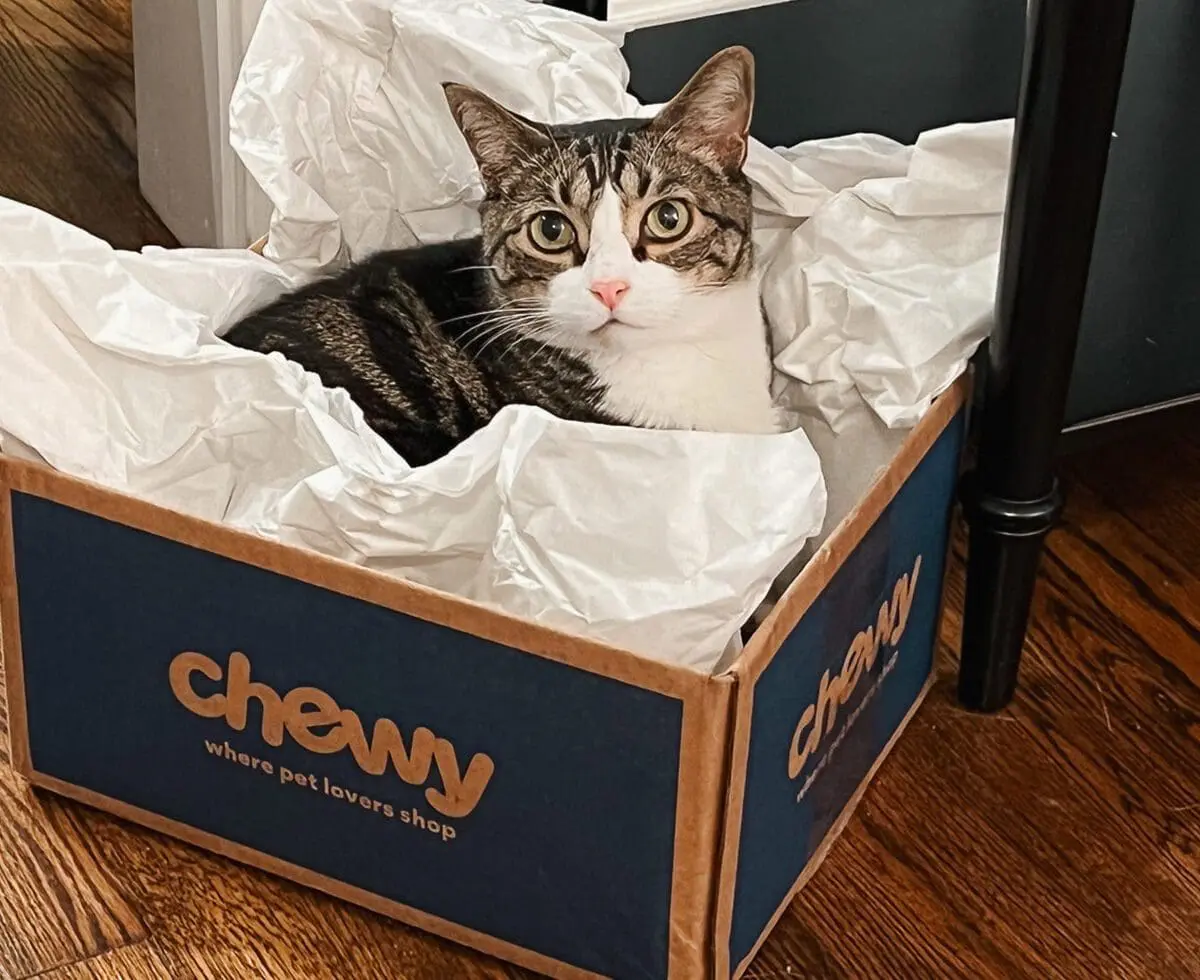 My Monthly Chewy Order - Cats & Coffee My Monthly Chewy Order