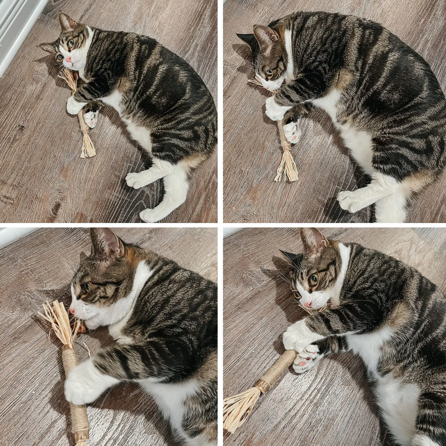 RYERCAT Silvervine Cat Dental Sticks quad2 - Cats & Coffee RYERCAT Silvervine Cat Dental Sticks