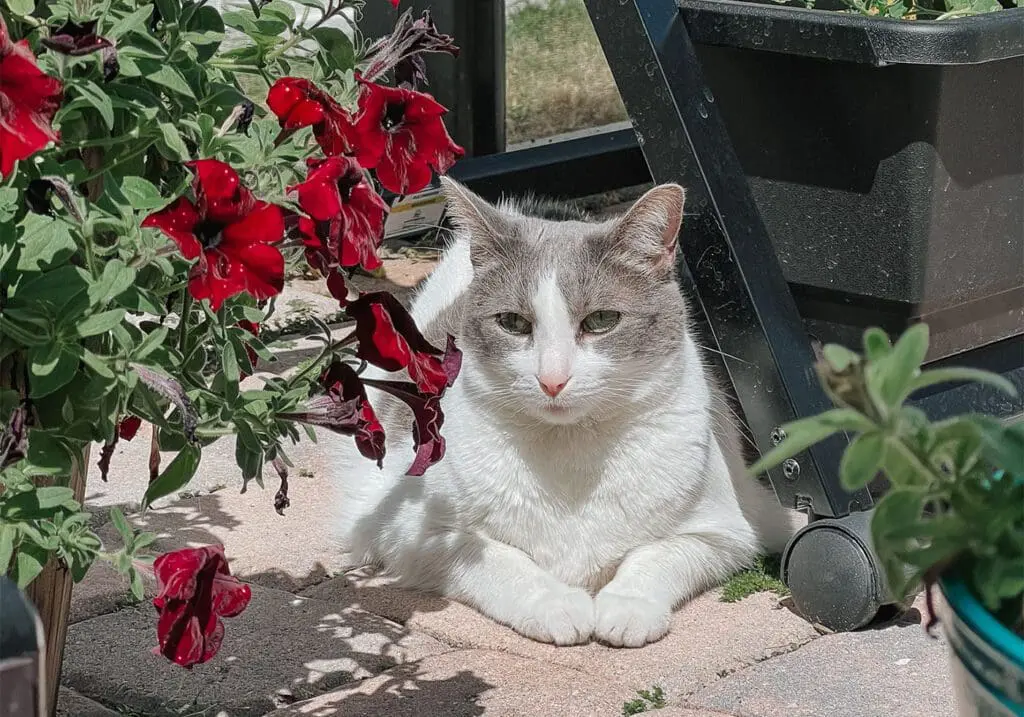 Cats & Coffee’s Curated Content Series- April 2023 - Cats & Coffee Cats & Coffee’s Curated Content Series: April 2023