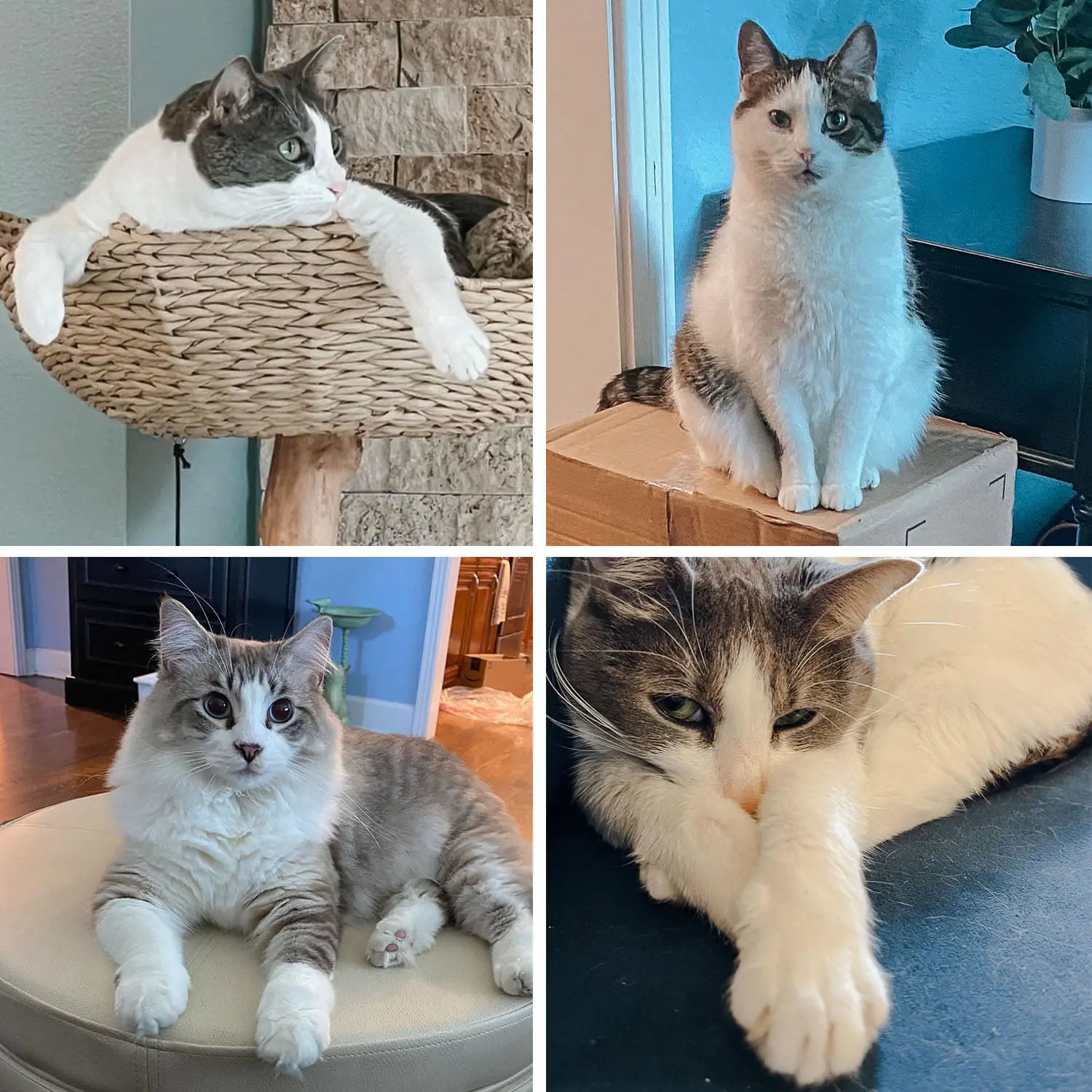 Examples of Non Polydactyl Cats - Cats & Coffee Examples of Non Polydactyl Cats