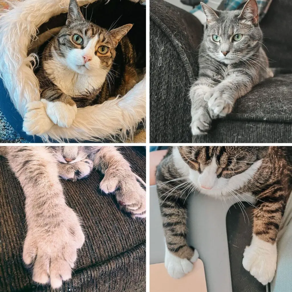 Examples of Polydactyl Cats - Cats & Coffee Examples of Polydactyl Cats