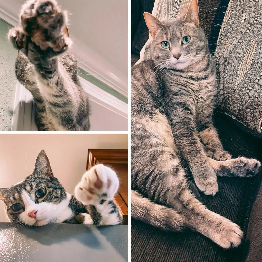 Examples of Polydactyl Cats - Cats & Coffee Examples of Polydactyl Cats