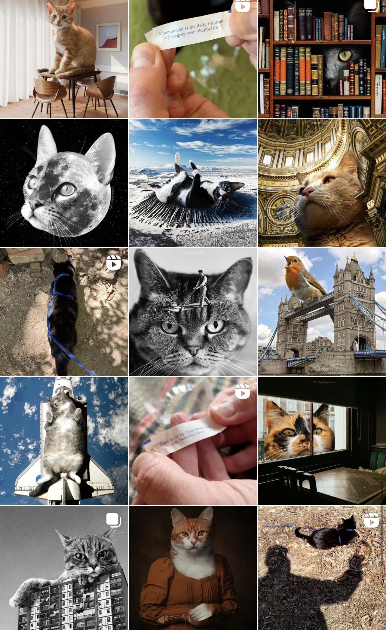 Instagram Account @mrmattmccarthy - Cats & Coffee Instagram Account @mrmattmccarthy