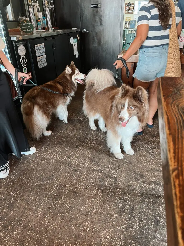 Pinellas Ale Works - St Pete Brewery 2 - Cats & Coffee Huskies at Pinellas Ale Works - Craft Brewery in St. Petersburg, Florida