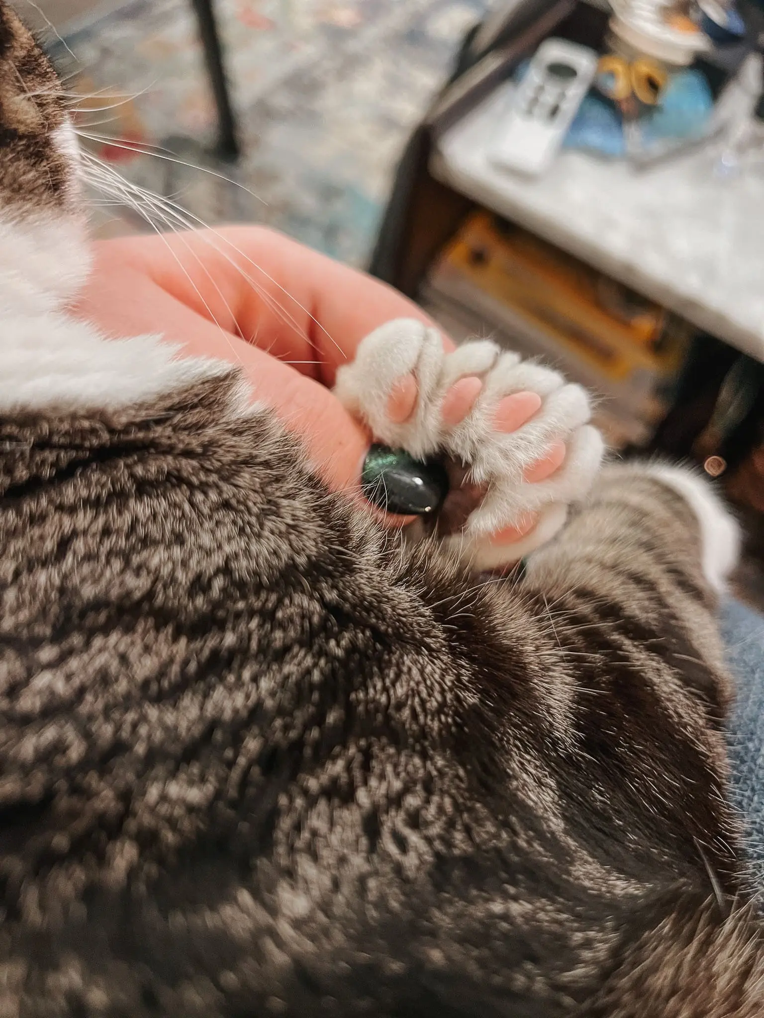 Polydactyl Cat Paw - Cats & Coffee